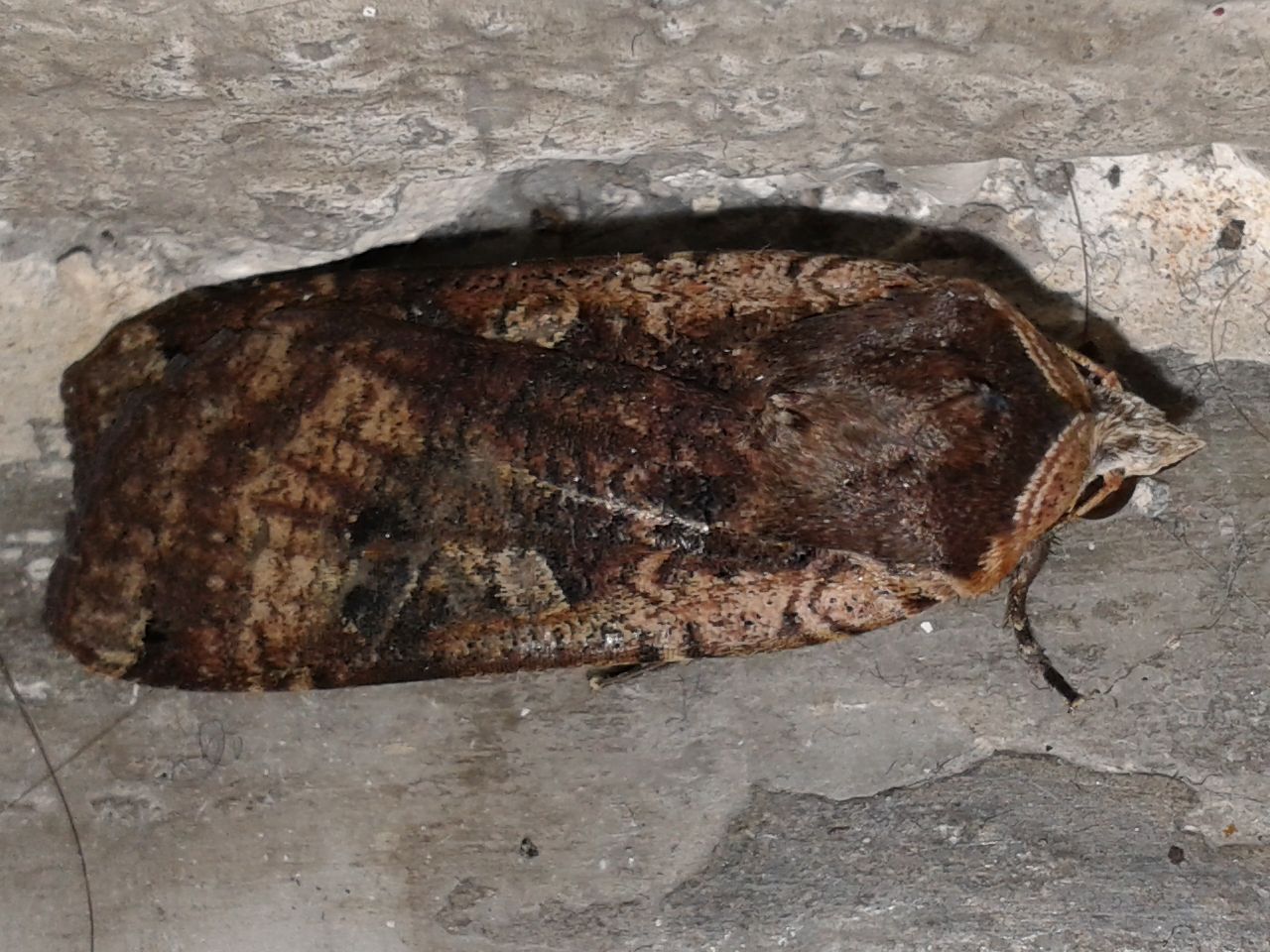 Noctua pronuba